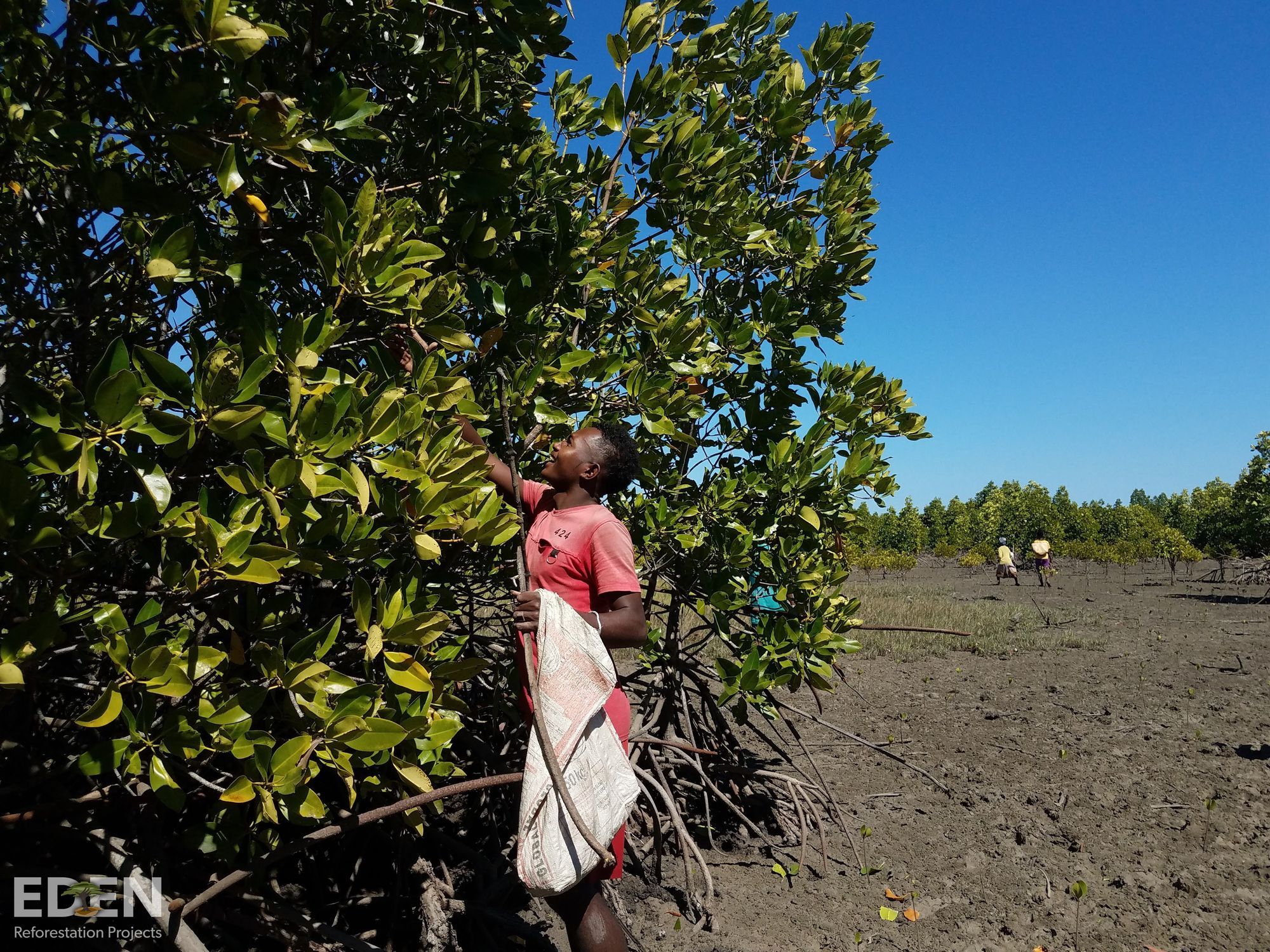 Does Planting Trees Help Climate Change? | YuLife